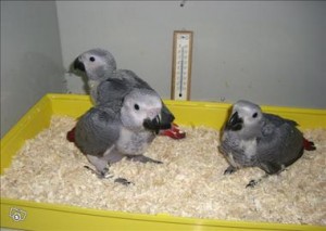  Avisos dse propiedades en Mexico en San Juanito de Escobedo |  Beb&eacute; loros y loro huevos para la venta. , Beb&eacute; loros y loro huevos para la venta. 